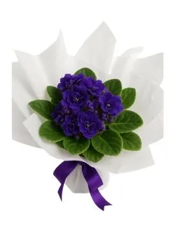Vaso de Violeta