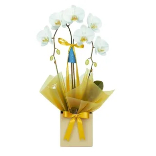 Orquídea Branca