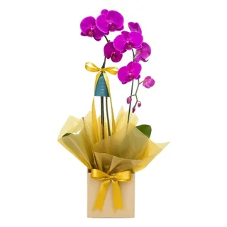 Orquídea Lilás