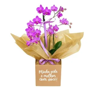 Orquídea Minha Vida