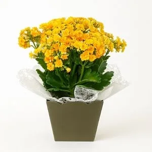 Kalanchoe Amarelo
