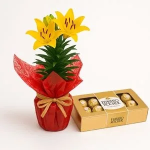 Lírio Amarelo Plantado com Caixa de Ferrero Rocher