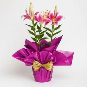 Lírio Rosa Plantado