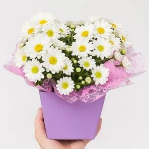 Margarida Branca Plantada