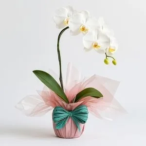 Orquídea Phalaenopsis Branca
