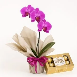 Orquídea Phalaenopsis Rosa e Ferrero Rocher