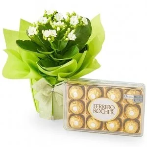 Kalanchoe Branca com Caixa de Ferrero Rocher
