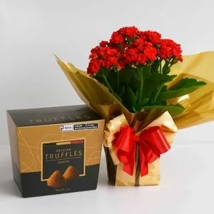 Kalanchoe Vermelha com Caixa de Trufas Belgas 150g