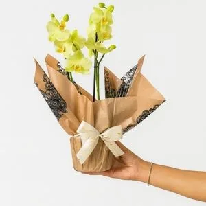Mini Orquídea Amarela
