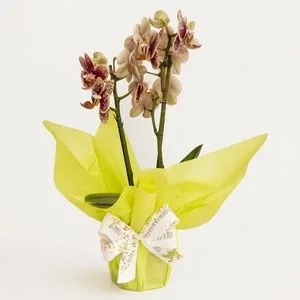 Orquídea Phalaenopsis Bicolor