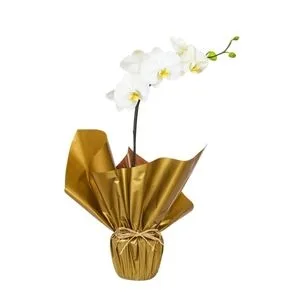 Orquídea Phalaenopsis Branca