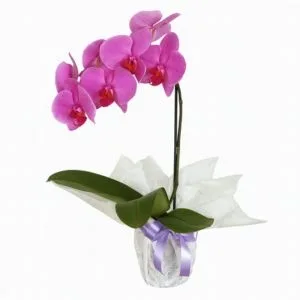 Orquídea Phalaenopsis Pink
