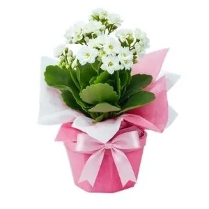 Flor da Fortuna Branca