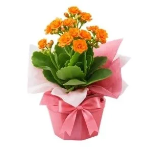 Flor da Fortuna Laranja