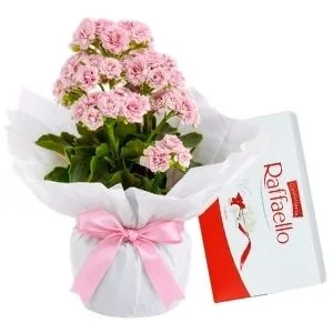Flor da Fortuna Rosa e Rafaello