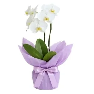 Orquídea Phalaenopsis Branca