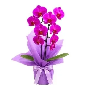 Orquídea Phalaenopsis Pink