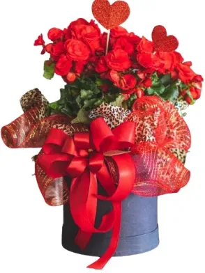 Begonia Box