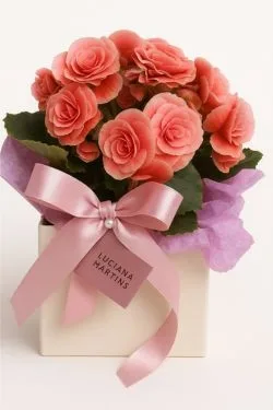 Begonia Catavento