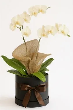 Box Orquidea 2 hastes