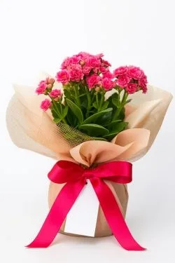 Kalanchoe Cores Variadas Com Decoração