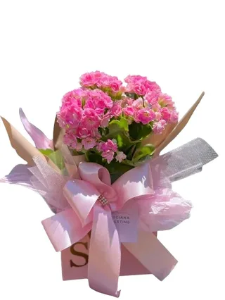 Kalanchoe na Box