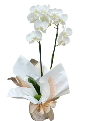Orquídea Luxo