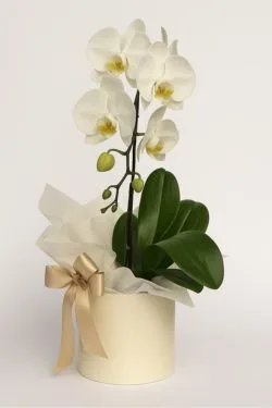 Orquídea Phaleanopolis Cascata