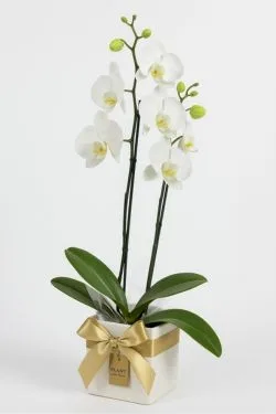Orquídea Phaleanopolis