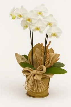 Orquidea Plantada 2 Hastes