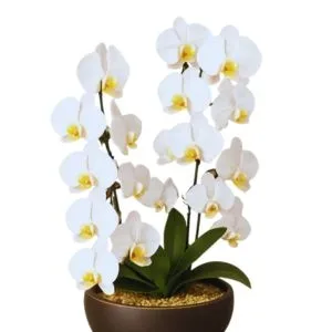 Arranjo com 2 Orquídeas Cascata Branca