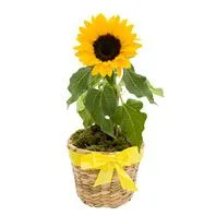 Girassol Plantado