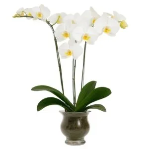 Jarra Orquídea Especial