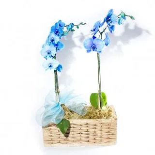 Orquídea Dupla Azul