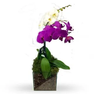 Orquidea Dupla Colorida