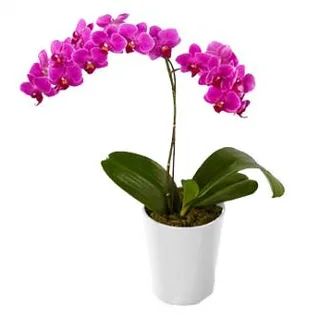 Orquídea Lilás Plantada Dupla