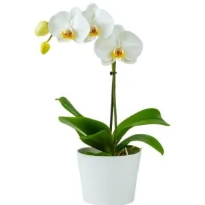 Orquídea Plantada Branca