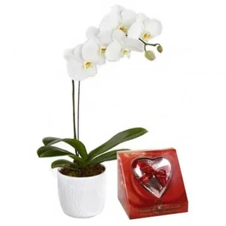 Orquidea plantada + Kopenhagen