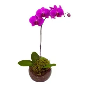 Orquídea Plantada Lilás no Aquário