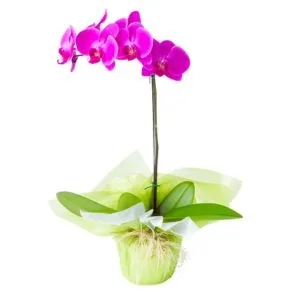 Orqúidea Plantada Pink