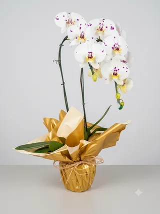Vaso de Orquídea Enfeitado