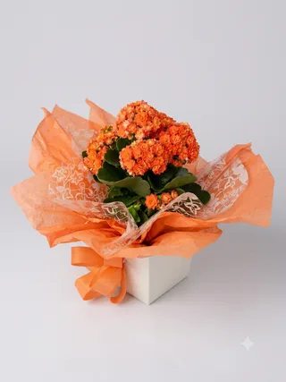 Vaso de Kalanchoe Enfeitado
