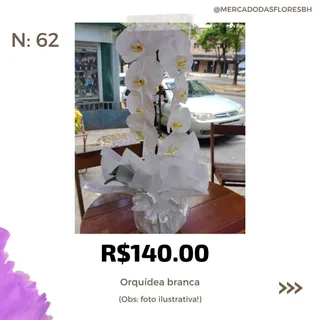 Orquídea Cascata Phalaenopsis no papel celofane