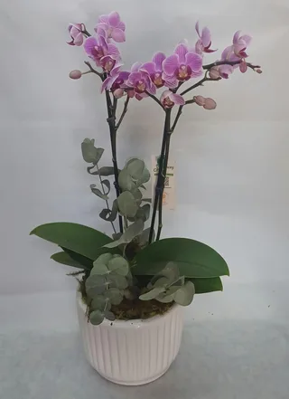 Mini Orquídea na Cerâmica