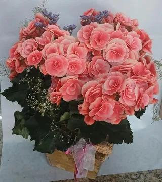 Arranjo de Begônia Rosa