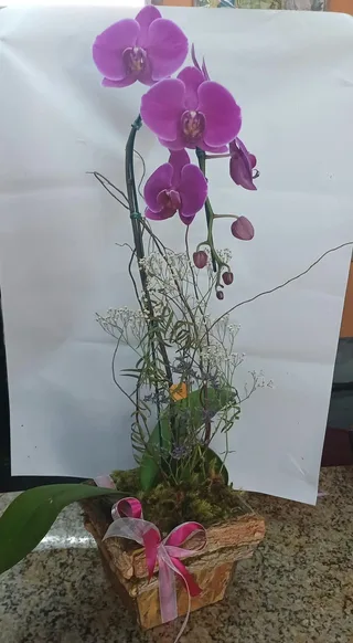 Orquídea no cachipot de madeira