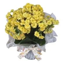Flor da Fortuna Amarela