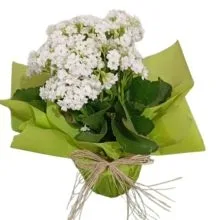 Flor da Fortuna Branca