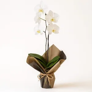Orquídea Phalaenopsis Branca