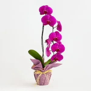 Orquídea Phalaenopsis Pink